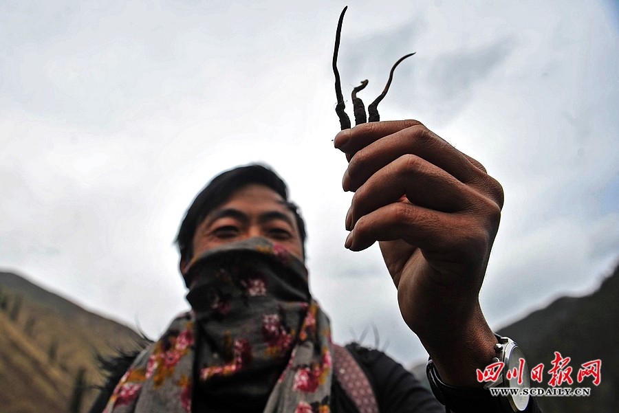 挖虫草是当地群众一年的一项主要收入。四川日报 吴传明 摄