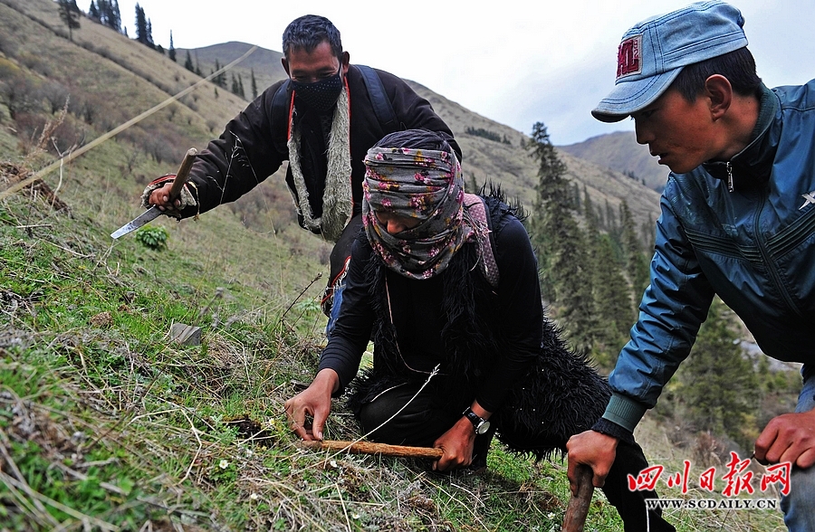 发现一根虫草,伙伴们都要围过来看热闹,然后会小心翼翼地将虫草挖出来。四川日报 吴传明 摄